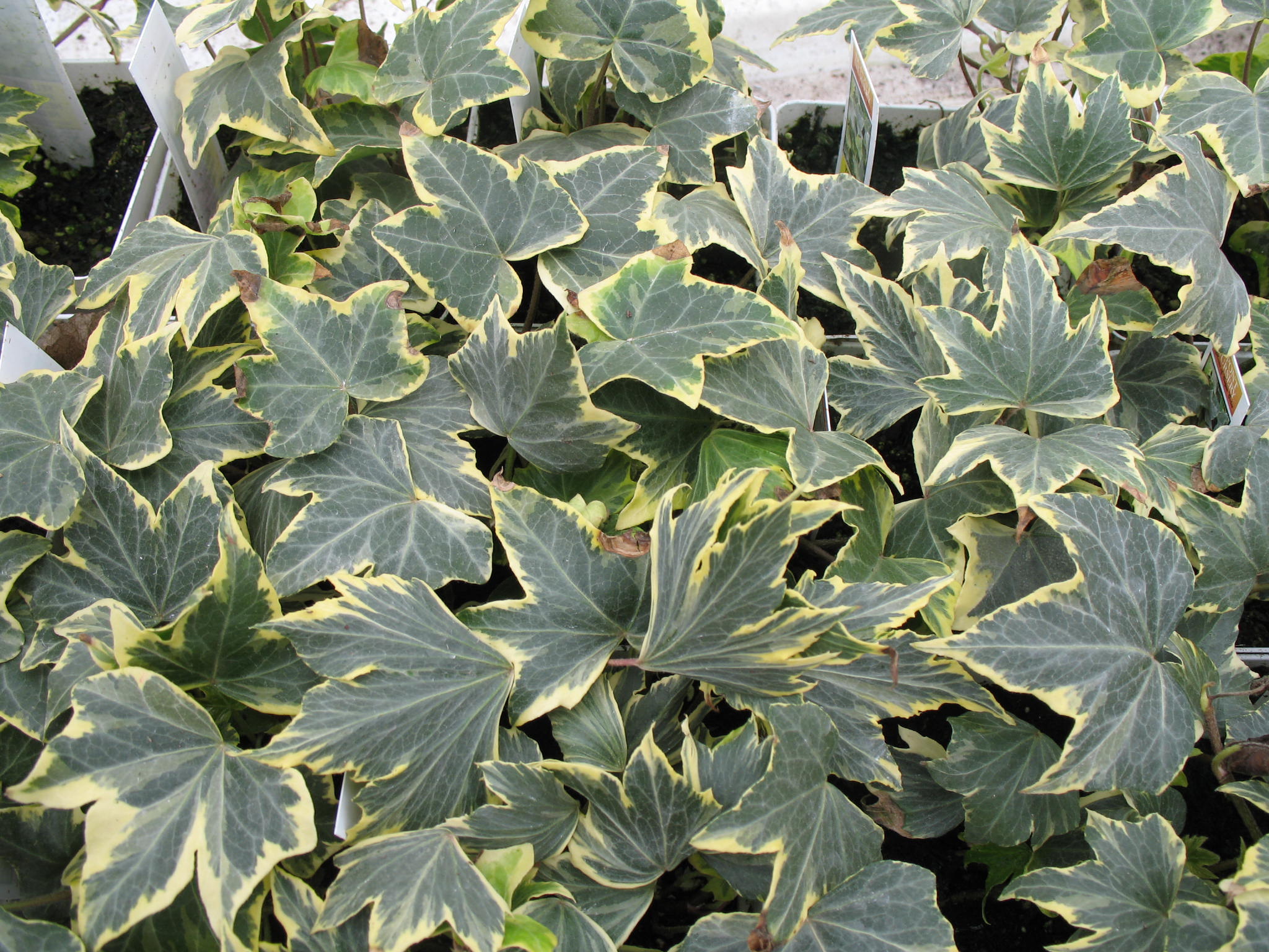 Online Plant Guide Hedera helix 'Yellow Ripple' / Yellow Ripple